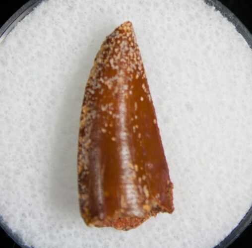 Robust Raptor Tooth From Morocco #5042
